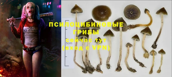 PSILOCYBIN Белокуриха